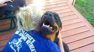 Как злится терпеливая собака - смотреть видео (0:44)