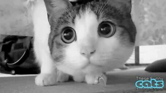 Весёлые танцующие кошки - смотреть видео (2:18)