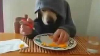 Тем временем на планете собак... - смотреть видео (1:13)