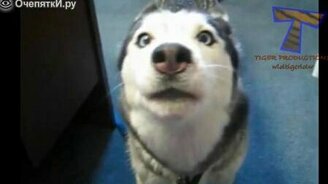 Животные, которые умеют говорить - смотреть видео (4:46)