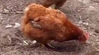 Яйца-гиганты от курицы - смотреть видео (1:18)