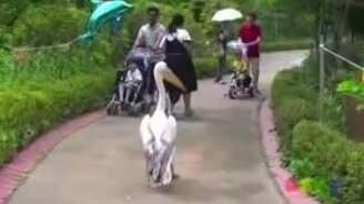 Устрашающий пеликан - смотреть видео (1:02)