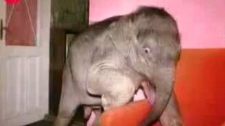 Слонёнок дома - смотреть видео (0:57)