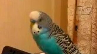 Разговорчивый Кешка - смотреть видео (1:00)