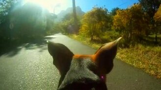 Жизнь собаки от первого лица - смотреть видео (3:06)