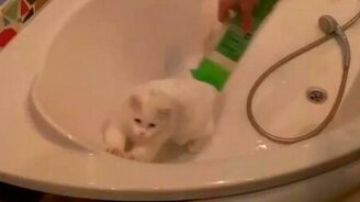 Кошка играет со струёй шампуня - смотреть видео (0:28)