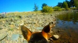 Собачьи уличные забавы от первого лица - смотреть видео (3:06)