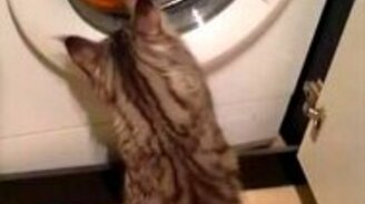 Котик-чистюля - смотреть видео (0:35)