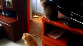 Коты нашкодили, а стыдно псу - смотреть видео (1:22)