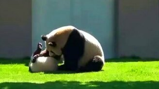 Панда и маленький детёныш резвятся - смотреть видео (1:47)