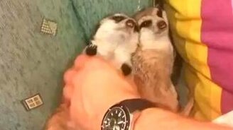 Опоссумы под кайфом - смотреть видео (0:15)