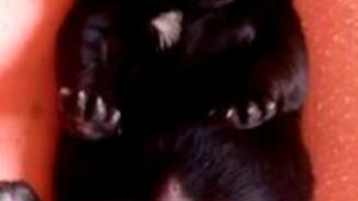 Забавный щенок потягивается - смотреть видео (0:18)