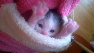 Карманный котейка - смотреть видео (0:29)