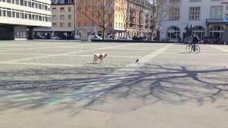 Собака охотится на голубя - смотреть видео (0:22)