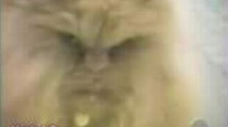 Прикольные кошаки - смотреть видео (1:12)