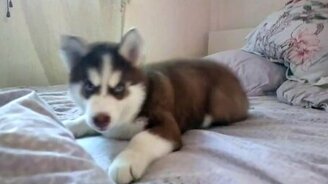 Задорный щенок хаски - смотреть видео (2:29)