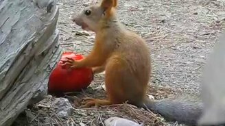 Белка утащила вкусный плод - смотреть видео (2:00)