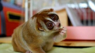 Лори ест банан - смотреть видео (2:07)