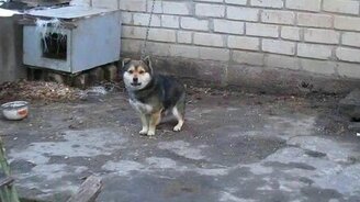 Собака - попрошайка или злючка? - смотреть видео (0:29)