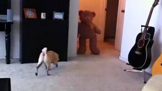 Мопс против медведя - смотреть видео (0:50)