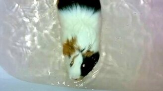 Как плавает морская свинка - смотреть видео (1:42)