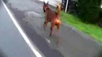 Спортивный пёс - смотреть видео (4:13)