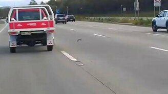 Птица соревнуется с машинами на трассе - смотреть видео (0:54)