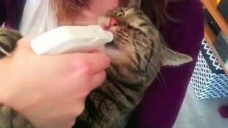 Моменты жизни домашнего кота - смотреть видео (0:59)