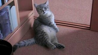 Котик просит кушать - смотреть видео (1:38)