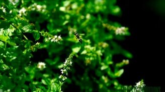 Взлёт осы в замедлении - смотреть видео (1:23)