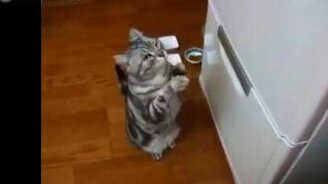 Несколько приколов с кошками - смотреть видео (7:19)