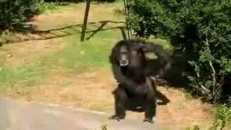 Первобытный танец - смотреть видео (0:19)