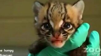 Нарезка милых и трогательных приколов - смотреть видео (6:42)