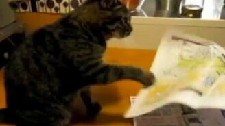 Кот и бумага - смотреть видео (2:36)