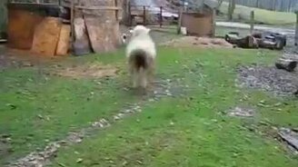 Овечка думает, что она собака - смотреть видео (1:13)