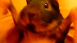 Хозяйка учит свинку танцевать - смотреть видео (0:56)