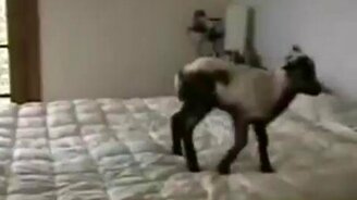 Козочка на кровати - смотреть видео (0:31)