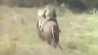 Неуловимые мстители на кабане - смотреть видео (1:09)