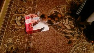 Реакция кошки на коробку - смотреть видео (0:17)