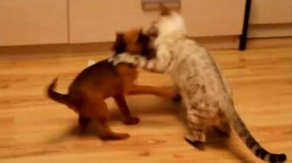 Вечерняя битва котёнка и щенка - смотреть видео (2:23)