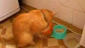 Кот-интеллигент трапезничает - смотреть видео (0:48)