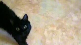 Кошачье непостоянство - смотреть видео (0:13)