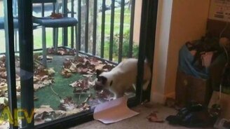 Самый необычный способ войти в дверь - смотреть видео (0:20)