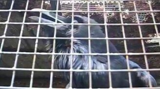 Ворон умеет считать - смотреть видео (0:48)