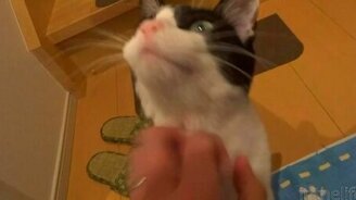 Кот искренне рад видеть хозяина - смотреть видео (0:36)