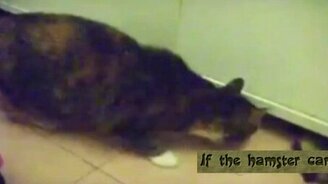 Кот полез за хомяком - смотреть видео (0:39)