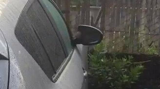 Птичка против автомобиля - смотреть видео (0:30)