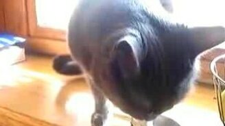 Кошачья вкуснятина - смотреть видео (0:46)