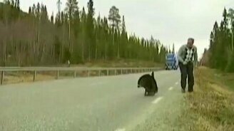 Глухарь атакует! - смотреть видео (2:15)