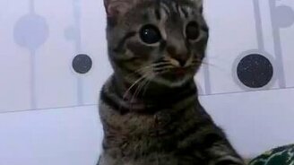 Котяра в недоумении - смотреть видео (1:32)